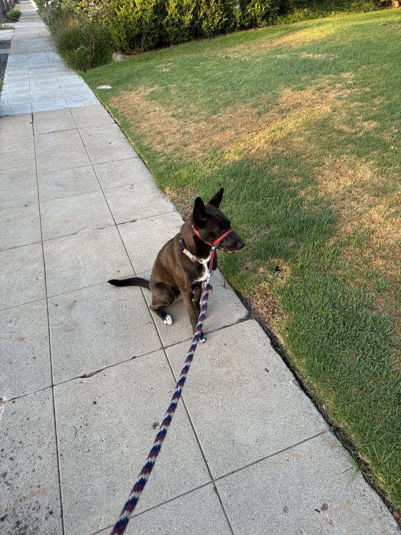 A picture of a black dog named Bowie sitting, taken on August 8 2024 at 6:40 am